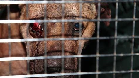 8 Arrested In Illinois Dog Fighting Ring