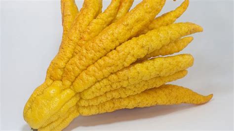 7 unusual fruits to try. Check out these weird and unusual fruits - CBBC Newsround