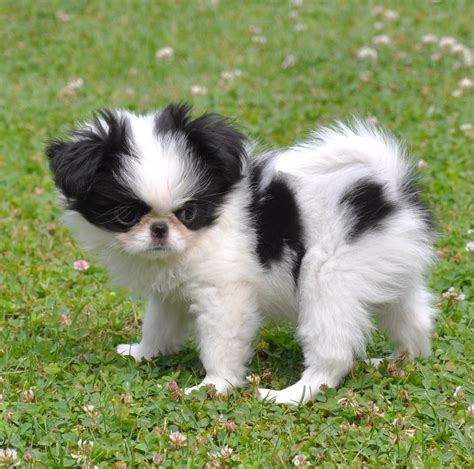 Japanese Chin Puppy Cute Small Dogs Cutest Small Dog Breeds