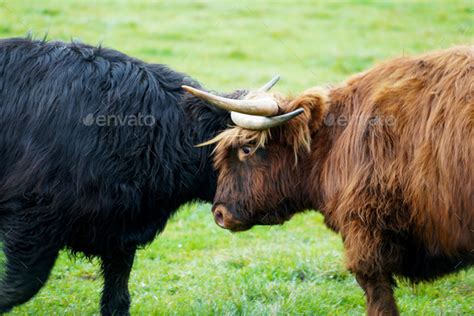 Selective Focus Of Scottish Highland Cattle Fighting With Their Horns