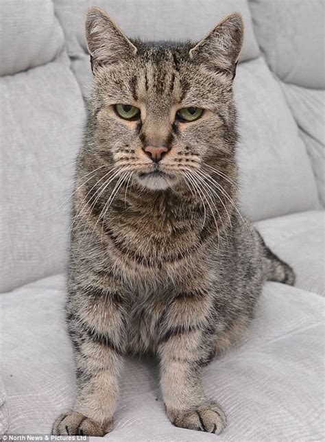 Have you heard of pyometra? His nine lives are finally up! The world's 'oldest cat ...
