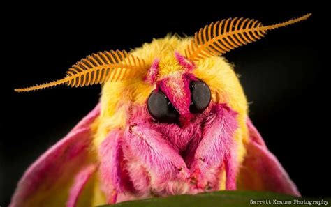 Rosy Maple Moth Science Amino