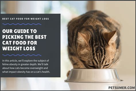 Weight loss in cats can be linked to a wide variety of dietary and health issues ranging from allergies to hormone imbalance. 9 Best Cat Foods for Weight Loss (Obesity) in 2020