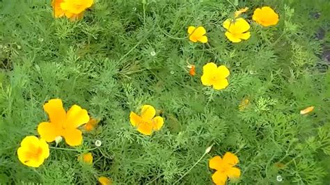 California Poppy From Seedling To Seeds Youtube