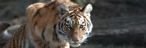 Saving Siberian Tigers