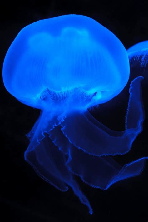 Blue Effect Colored Jellyfish · Free Stock Photo Salt Water Fishing