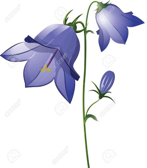 Campanula Flower Bell Isolated On White Illustration Royalty Free