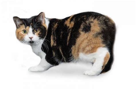 Manx Cat Breed Profile Petfinder