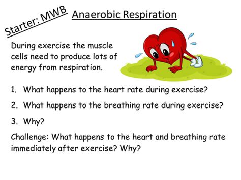 B217 Anaerobic Respiration Gcse Biology By Mest Teaching Resources