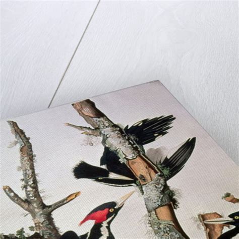ivory billed woodpecker posters and prints by john james audubon