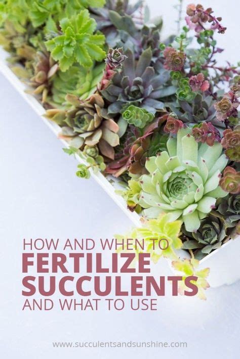 Your Succulents Will Thank You For Fertilizing Them Find Out How Often