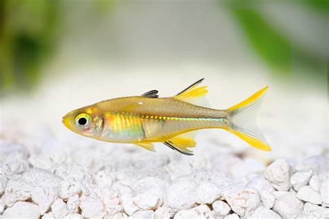 Celebes Rainbowfish Marosatherina Ladigesi Ultimate Guide Fish