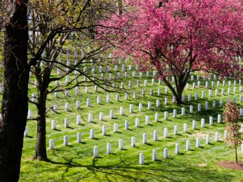 Peak Bloom Pushed Back To April Cherry Blossom Guide 2018 Arlington