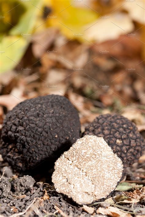 Black Truffles High Quality Nature Stock Photos Creative Market