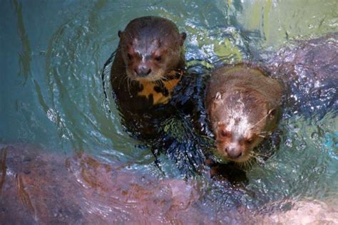 I would love to visit my local zoo and try to play with the otters for a min or two. Behind the Scenes at Moody Gardens - Meet Giant Otters ...