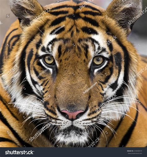 Young Sumatran Tiger Stock Photo Edit Now 218440573