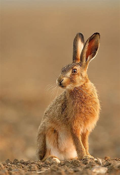 Brown Hare By Simon Litten Animals Wild Animals Beautiful Animals