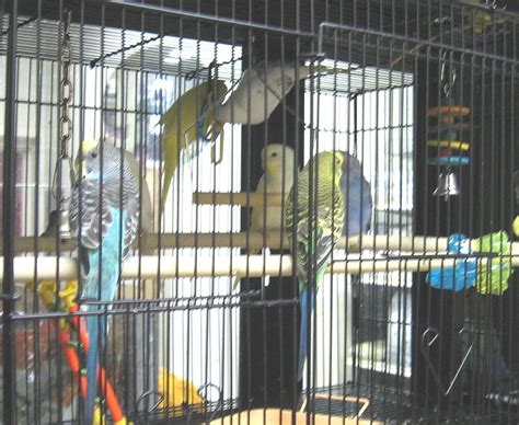 For birds only, located in nassau county, is an exotic pet store specializing in exotic birds, pets, pet care & supplies. Grand Island Business News: Isledegrande.com Grand Island ...