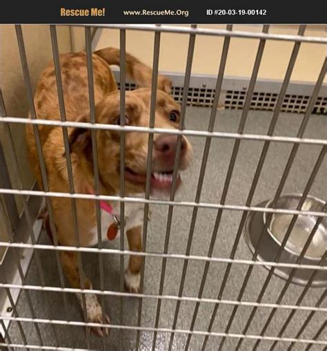 I ended up here at tcras due to no fault of my own and now i'm looking for a new home! ADOPT 20031900142 ~ Catahoula Rescue ~ Colorado Springs, CO