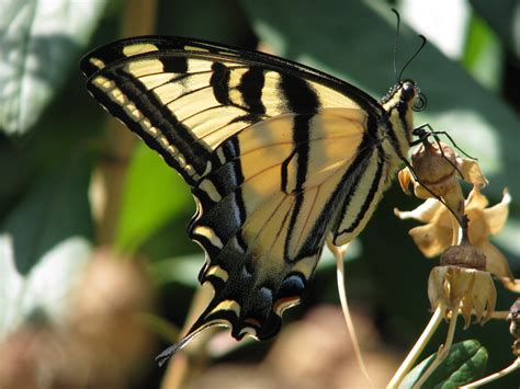 Western Tiger Swallowtail Papilio Rutulus Backyard Butte Flickr