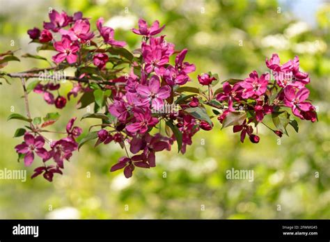 Branch Of A Flowering Crabapple Tree Malus Coronaria Pink Malus