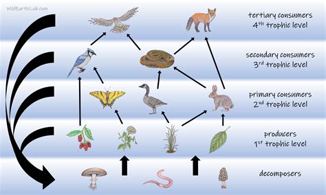 Feeding Positions In A Food Chain Or Food We Granado Kinkin