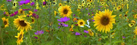 Wild Sunflower Field Panoramic Photograph By Joann Vitali Fine Art