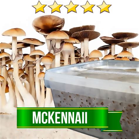 Mckennaii Magic Mushroom Grow Kit Avalon Magic Plants