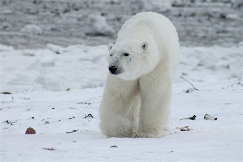Polar Bear Kills Man In Norways Arctic Svalbard Archipelago The Peninsula Qatar