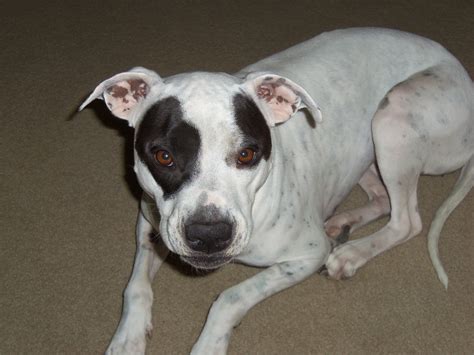 My Love Mary Jayne My Pitbull Dalmation Mix She Can Be A Handful But