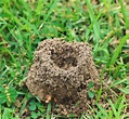 What do Termite Holes in the Ground Look Like? (With Pictures) - Unique ...