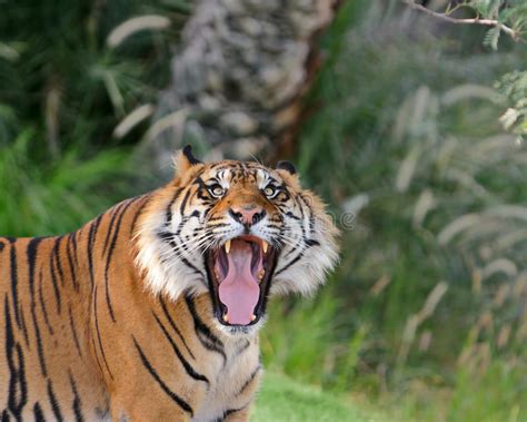 1812 Roaring Tiger Head Photos Free And Royalty Free