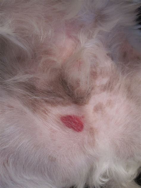 Dark Red Spots Under Dogs Skin On Belly Dark Brown Hairs
