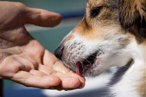 Dog Licking A Human Hand Pet Dog Owner