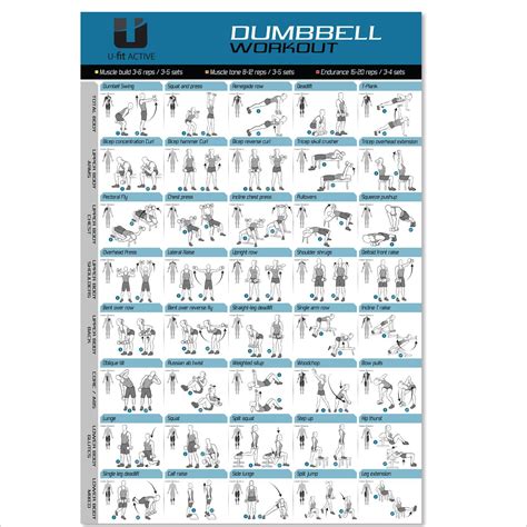 Buy Dumbbell Workout Exercise Poster Now Laminated Strength