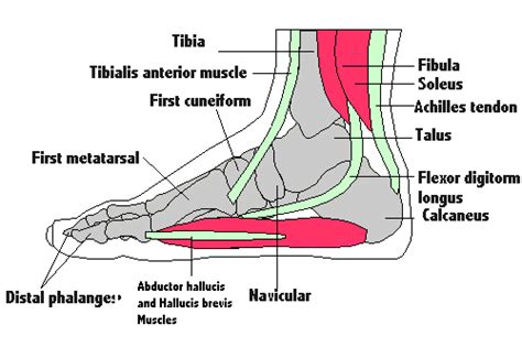 The 19 Muscles Of The Foot The Left Panel Shows The S