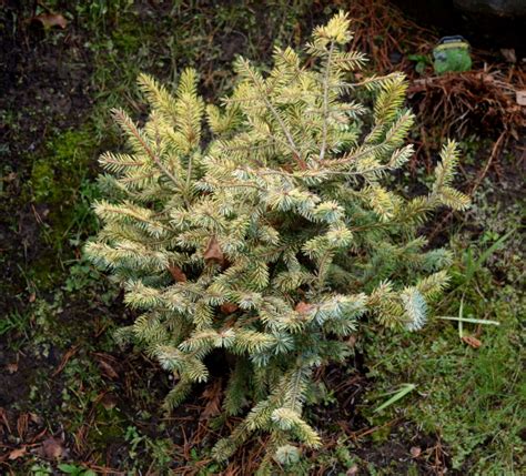 The Golden Spruce The Worlds Best Gardening Blog