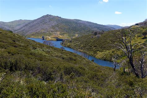 Guthega Pondage — Nsw Fishotopia