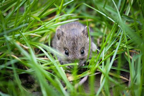 Free Images Nature Grass Walking White Field House Mouse Cute