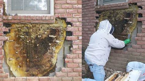 Holy Huge Hive Beekeeper Removes Massive Honeycomb From Wall Of House