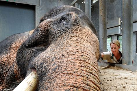 Elephant Celebrates 40th Anniversary At Melbourne Zoo