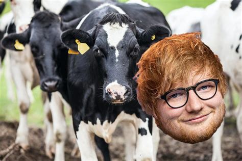 Cows Produce More Milk Listening To Ed Sheeran Songs