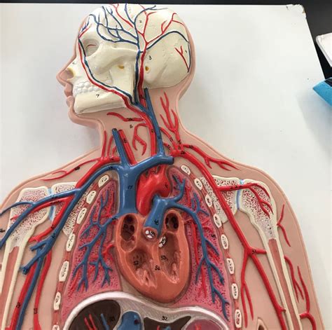 New Arteriesveins Of Upper Half Of Body Diagram Quizlet