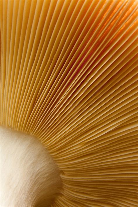 Mushroom Underside Close Up By Daniel Cadieux Redbubble