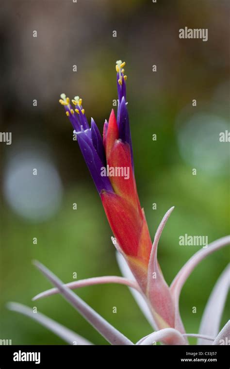 Bromeliad Flower Stock Photo Alamy