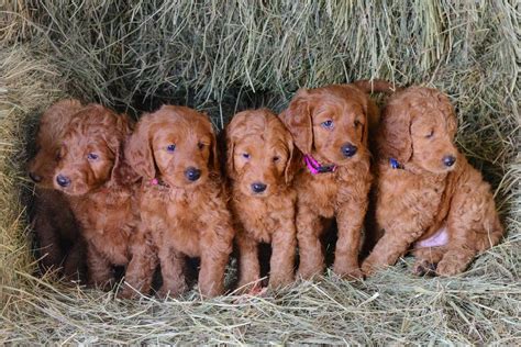 We are located in southeast iowa, where the first generations mini goldendoodles tend to have a relaxed wavy coat of fur that are considered low to no shedders. Goldendoodle Puppies For Sale, Golden Doodle Puppies ...