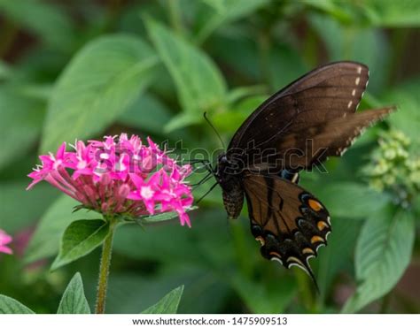 Male Eastern Tiger Swallowtails Always Yellow Stock Photo