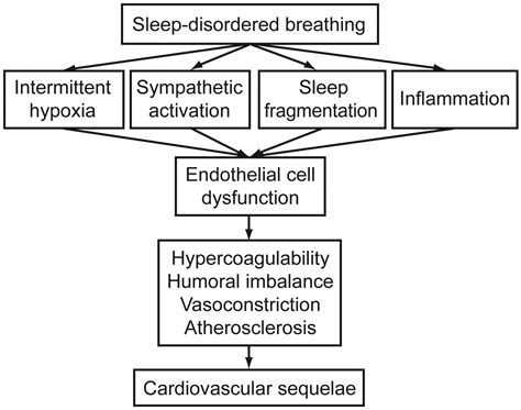 Sleep Disordered Breathing And Cardiovascular Disorders Respiratory Care