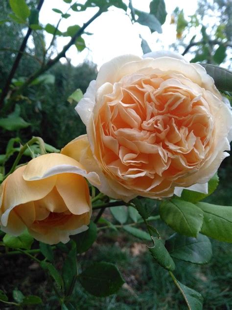 Good Morning Dear Friend Secret Garden Peonie Rose Flowers Plants