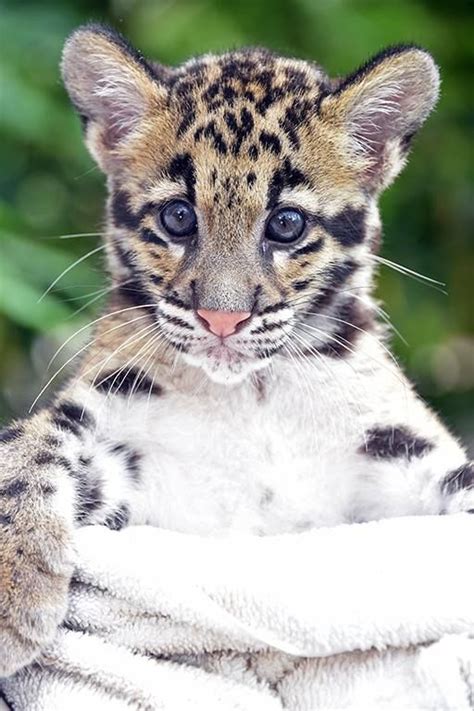 Update Zoo Miamis Clouded Leopard Cubs Animals Wild Animals